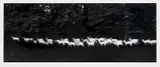 Paul Caponigro, Running White Deer