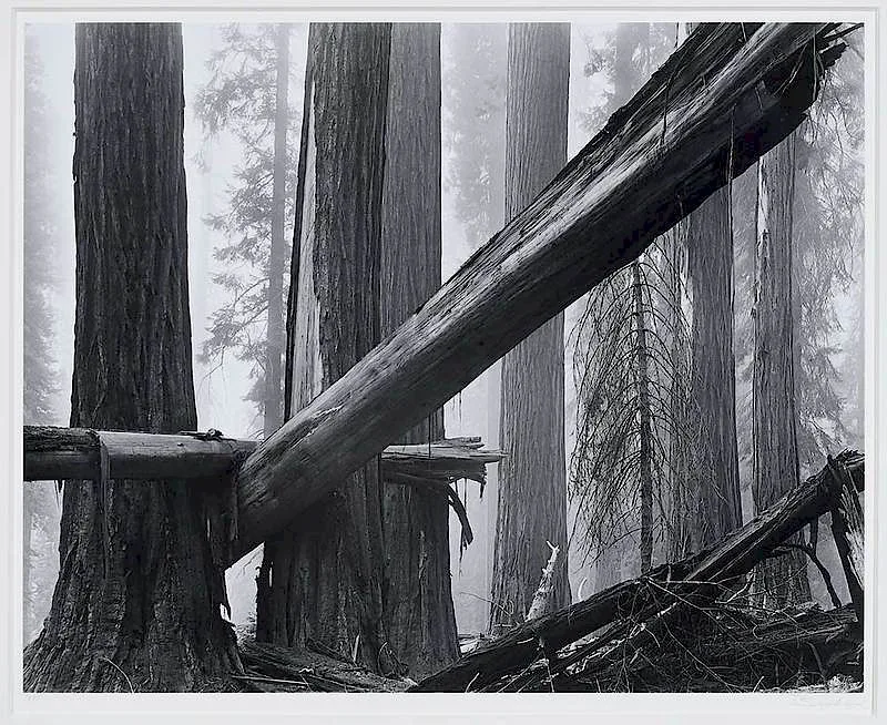 Fallen Sequoias by Bruce Barnbaum, 1977, gelatin silver print, sold Dec 2019