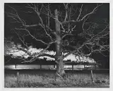 O. Winston Link, West Bound Birmingham Special Train and Oak Tree at Max Meadows