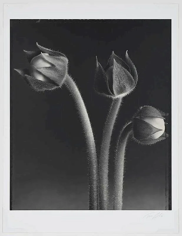 Gloxinia Buds by Tom Baril, 1998, toned gelatin silver print made with, sold Dec 2019
