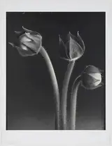 Tom Baril, Gloxinia Buds