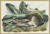 John James Audubon, - top Black-tailed Hare, Plate LXIII from The Viviparous Quadrupeds of North America, Philadelphia: J.T. Bowen