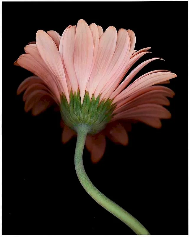 Back of Pink Daisy by John Woolf, 2015, dye sub transfer print on aluminum, sold Jun 2019