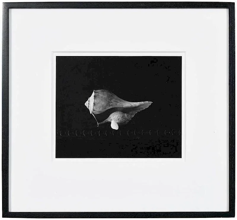 Gift of Shells by D. W. Mellor, 2003, gelatin silver print, offered Jun 2019