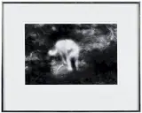 George Tice, White Cat