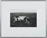 Bruce Davidson, The Welsh Pony
