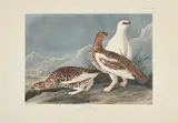 John James Audubon, Rock Grous, Pl. CCCLXVIII, from The Birds of America, London