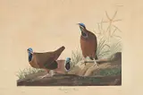 John James Audubon, Blue-headed Pigeon, Pl. CLXXII, from The Birds of America, London
