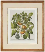 Basil Besler, I. Poma amoris fructu luteo (orange-colored tomato)