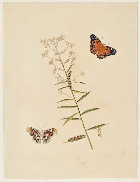 John Abbot, Butterflies, from John Abbot and James Edward Smith, The Natural History of the Rarer Lepidopterous Insects of Georgia, London, circa 1793-1795, hand-painted etching on cream wove paper