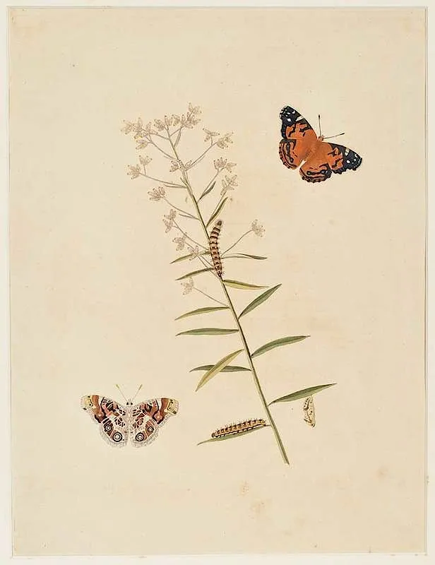 John Abbot, Butterflies, from John Abbot and James Edward Smith, The Natural History of the Rarer Lepidopterous Insects of Georgia, London, circa 1793-1795, hand-painted etching on cream wove paper