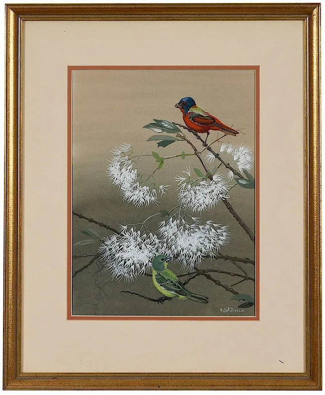Edward Von Siebold Dingle, Painted Buntings in Fringe Tree, (Passerina ciris) signed "EVS Dingle, gouache on board