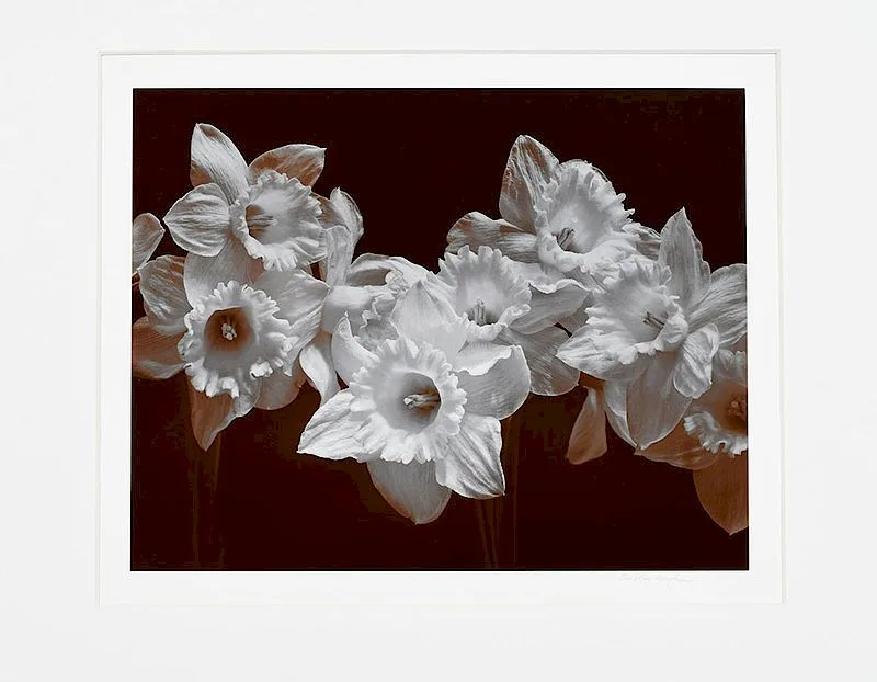Daffodils by Caroline Hickman Vaughan, photograph, sold Dec 2018