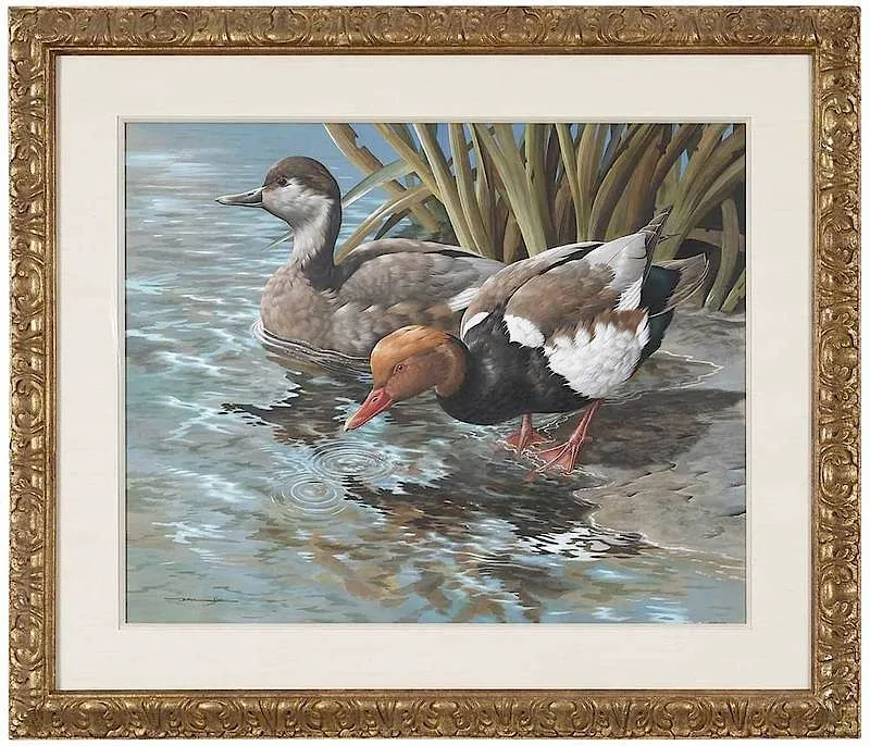 Basil Rashley Ede, Red-crested Pochard Ducks, gouache on green/gray paper