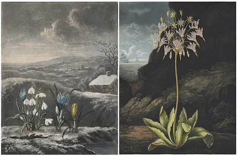 Dr. Robert John Thornton, Pair of botanical prints from The Temple of Flora, large folio, aquatint