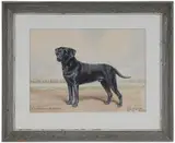 Reuben Ward Binks, The Labrador Retriever Ch. Withington Saturday