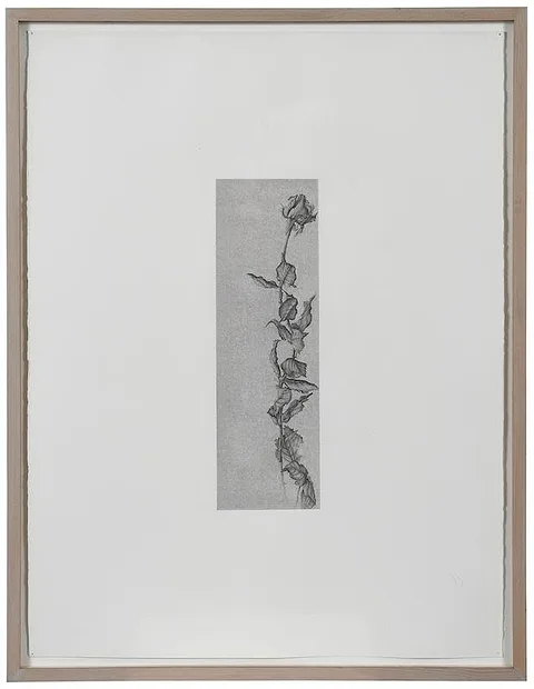 Paul Kane, Ray's Red Rose, Block Island, R.I., 1992, pencil over acrylic wash on rag paper