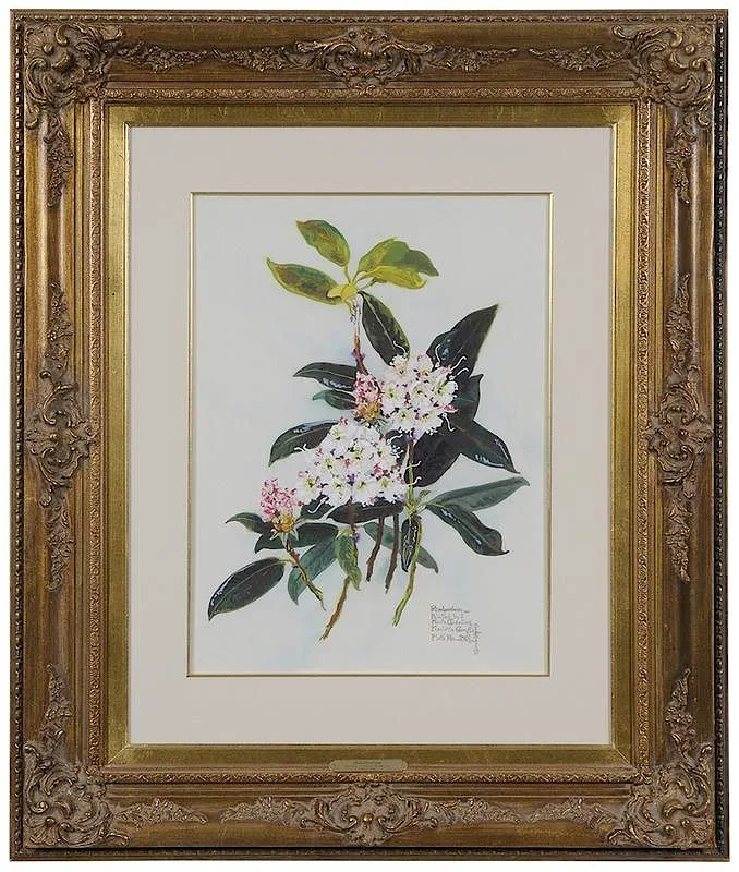 Martha Johnson Gramling, Rhododendrons, watercolor on paper