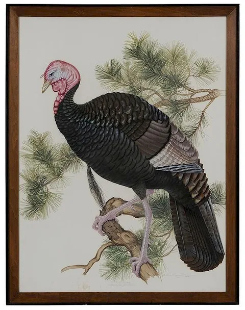 Athos Menaboni, Wild Turkey, Meleagris gallopavo, gouache and watercolor on board