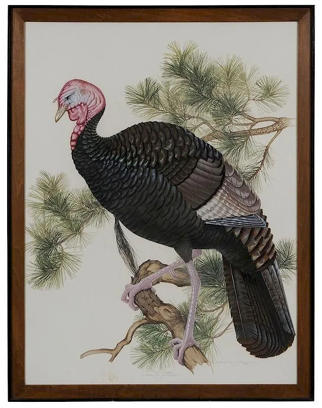 Athos Menaboni, Wild Turkey, Meleagris gallopavo, gouache and watercolor on board