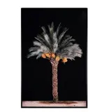 Tal Shochat, Tamar No. 3 (Date Palm), 2011, c-print