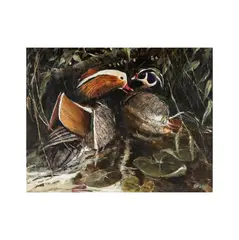 Ken Turner, Carolina Duck, oil on masonite