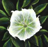Judy Copeland, Moonflower, Gallery-wrapped acrylic on canvas