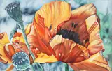 Judith Lynn Moore, Orange Poppy, Gallery-wrapped oil on canvas
