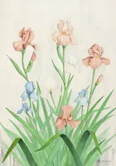 Larry Stegall, Group of Irises, watercolor and ink painting on wove paper