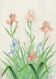 Larry Stegall, Group of Irises, watercolor and ink painting on wove paper