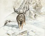 Ragan Gennusa, Stag in the Snow, watercolor and gouache painting on paper