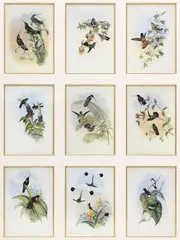 John Gould, A Monograph of the Trochilidae, Large framed offset lithographs on paper