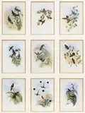 John Gould, A Monograph of the Trochilidae, Large framed offset lithographs on paper