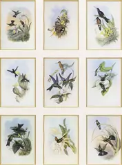 John Gould, A Monograph of the Trochilidae, Large framed offset lithograph prints on paper