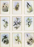 John Gould, A Monograph of the Trochilidae, Large framed offset lithograph prints on paper