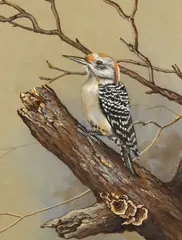 Greer Calhoun, Red-Bellied Woodpecker, gouache on paper