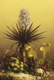 Dalhart Windberg, Blooms Amid Thorns, oil on canvas