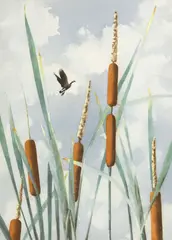 Carey Cloud, Canada Goose Flying Over Cattails, watercolor painting on heavy paper
