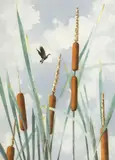 Carey Cloud, Canada Goose Flying Over Cattails, watercolor painting on heavy paper