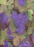 Glenn Whitehead, Grapevines, pastel drawing on paper