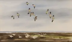 David Hagerbaumer, Geese in Flight, watercolor painting on paper