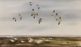 David Hagerbaumer, Geese in Flight, watercolor painting on paper