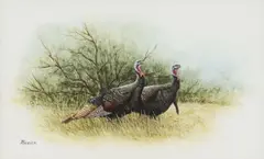Bob Guelich, Wild Turkeys, watercolor and gouache painting on artist's board