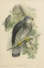 John Gould, Pernis Apivorus (European Honey Buzzard), lithograph with hand coloring on paper