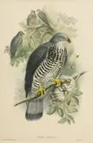 John Gould, Pernis Apivorus (European Honey Buzzard), lithograph with hand coloring on paper