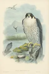 Joseph Wolf, Falco Peregrinus (Peregrine Falcon), lithograph with hand coloring on paper