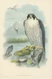 Joseph Wolf, Falco Peregrinus (Peregrine Falcon), lithograph with hand coloring on paper