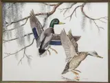 Elisabeth Paxton Oliver, Ducks in Flight, watercolor