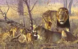 John Banovich, Bahati Ya Kawinda (The Fortune of the Hunter), giclee print on canvas