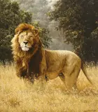 Simon Combes, Simba, giclee print on canvas